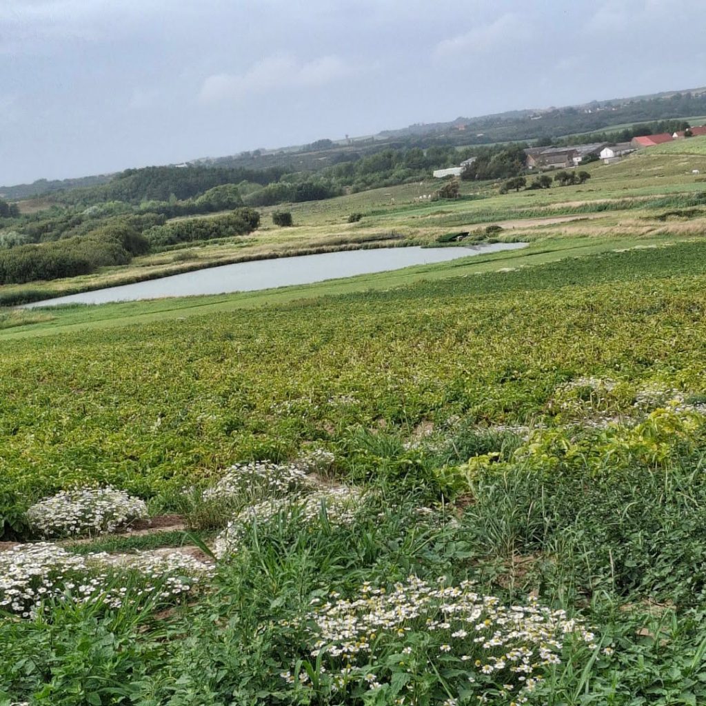 518412878_1319505900181303_5255296751546986431_n